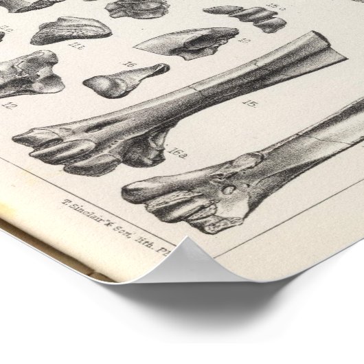 LXVII Testudo, Vultur Poster (Hoek)