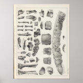 LXVII Testudo, Vultur Poster (Voorkant)