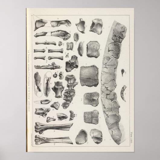 LXVII Testudo, Vultur Poster (Voorkant)