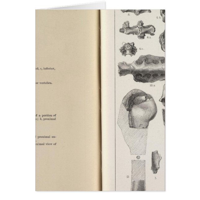 LXVIII Vultur umbrosus (Voorkant)