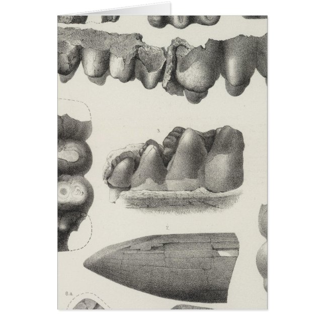 LXXI Mastodon productus (Voorkant)