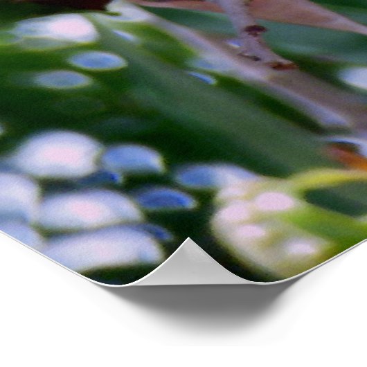 Lychees Fruit Poster (Hoek)