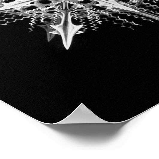 Lychnaspis miranda Ernst Haeckel Fine Art Poster (Hoek)