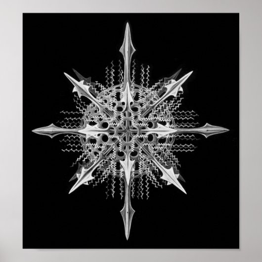 Lychnaspis miranda Ernst Haeckel Fine Art Poster (Voorkant)