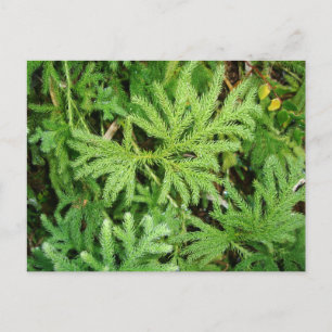 Lycopinatrium paniculatum, Zuid-Chili Briefkaart