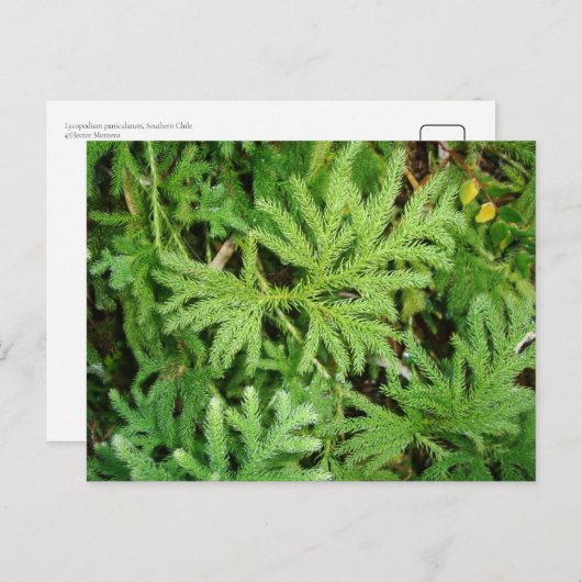 Lycopinatrium paniculatum, Zuid-Chili Briefkaart (Voorkant / Achterkant)