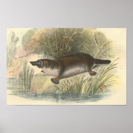 Lydekker - Platypus Portfolio Poster (Voorkant)