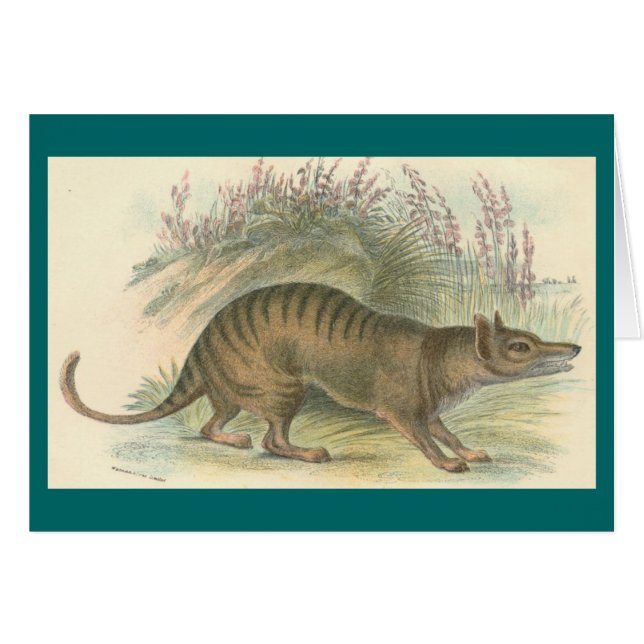 Lydekker - Thylacine - Tasmaanse tijger (Voorkant Horizontaal)