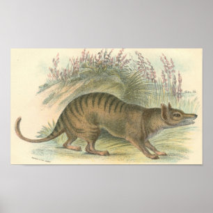 Lydekker - Thylacine - Tasmaanse tijgerportefeuill Poster