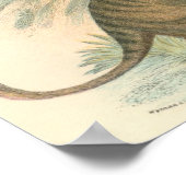 Lydekker - Thylacine - Tasmaanse tijgerportefeuill Poster (Hoek)