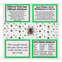Lyme Disease Information Poster