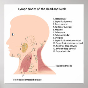 lymfeklieren van het hoofd-halsgebied poster