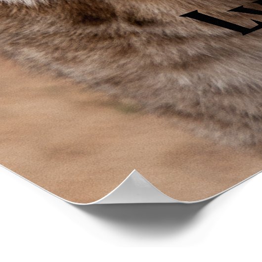 Lynx 5214 poster (Hoek)