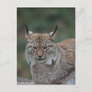 Lynx bekijkt u briefkaart