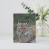 Lynx bekijkt u briefkaart (Staand voorkant)