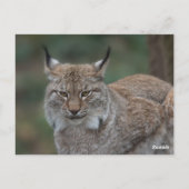 Lynx bekijkt u briefkaart (Achterkant)