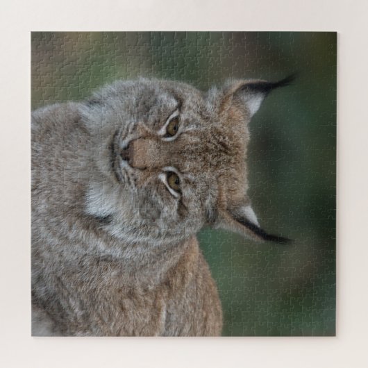 Lynx bekijkt u legpuzzel (Horizontaal)