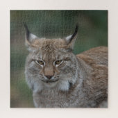 Lynx bekijkt u legpuzzel (Verticaal)