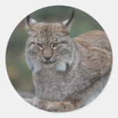 Lynx bekijkt u ronde sticker (Voorkant)