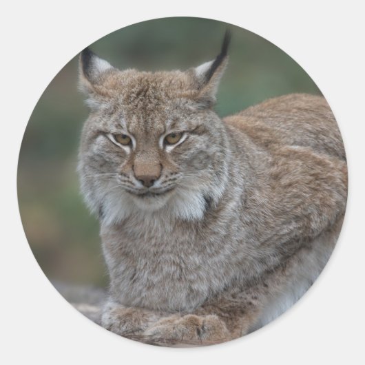 Lynx bekijkt u ronde sticker (Voorkant)