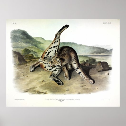 Lynx (Bobcat, Red Lynx) (Lynx Rufus) Poster (Voorkant)