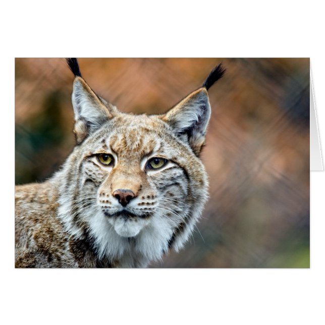 Lynx Bobcat Wildlife Predator Cat (Voorkant Horizontaal)
