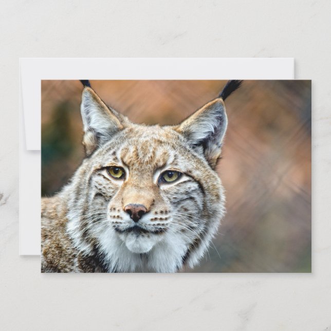 Lynx Bobcat Wildlife Predator Cat (Voorkant)