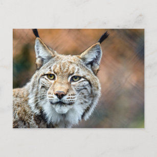 Lynx Bobcat Wildlife Predator Cat Briefkaart