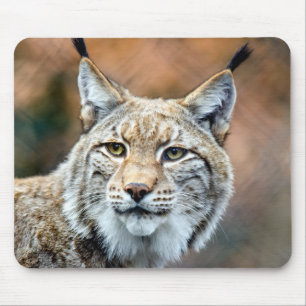 Lynx Bobcat Wildlife Predator Cat Muismat