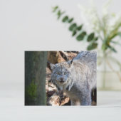Lynx Briefkaart (Staand voorkant)