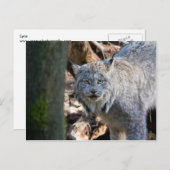 Lynx Briefkaart (Voorkant / Achterkant)