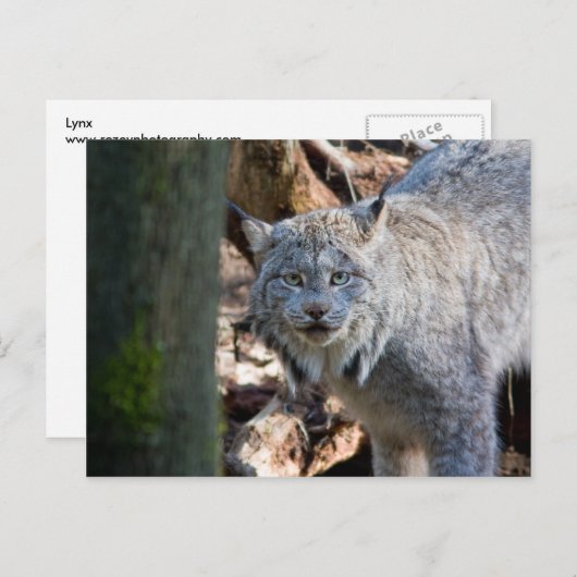 Lynx Briefkaart (Voorkant / Achterkant)