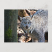 Lynx Briefkaart (Voorkant)