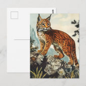 Lynx  briefkaart (Voorkant / Achterkant)