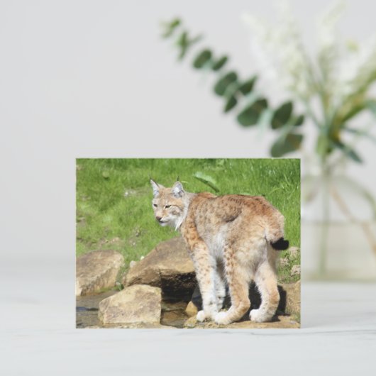 Lynx Briefkaart (Staand voorkant)