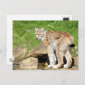 Lynx Briefkaart (Voorkant / Achterkant)