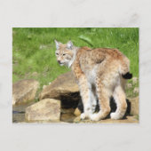 Lynx Briefkaart (Voorkant)