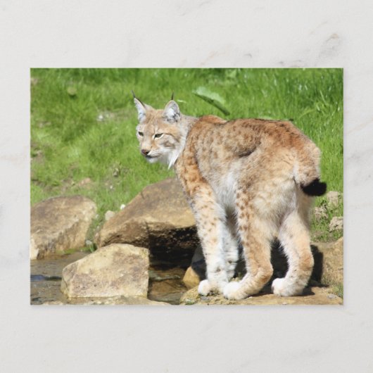 Lynx Briefkaart (Voorkant)