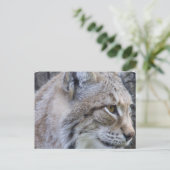 Lynx Briefkaart (Staand voorkant)