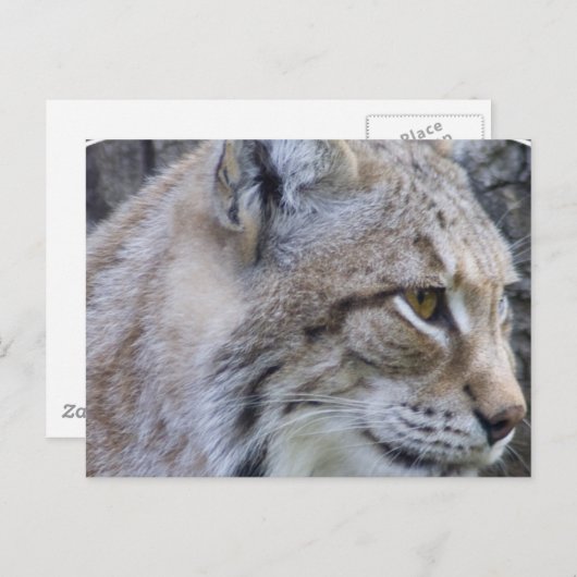 Lynx Briefkaart (Voorkant / Achterkant)