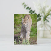 Lynx Briefkaart (Staand voorkant)