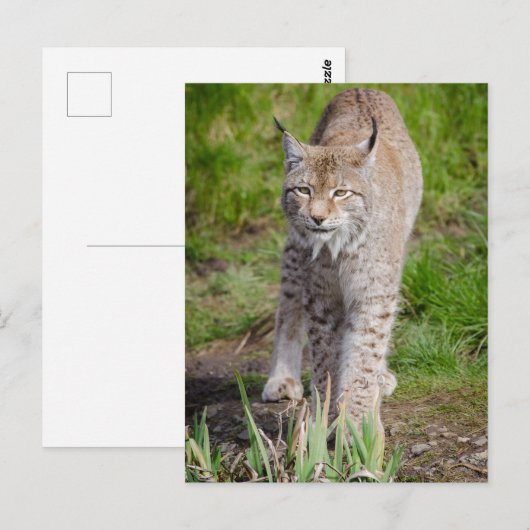 Lynx Briefkaart (Voorkant / Achterkant)