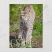 Lynx Briefkaart (Voorkant)