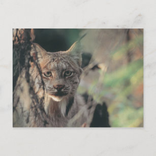 Lynx, canadensis van de Lynx, Nationaal Park Briefkaart