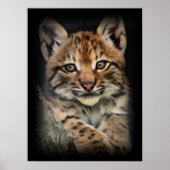 Lynx Cub Poster (Voorkant)