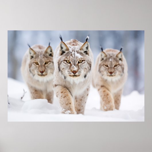 Lynx Dierenfamilie Wandering Natuur Poster (Voorkant)