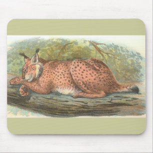 Lynx, Felis lynx Muismat