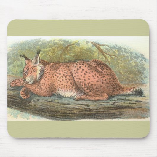 Lynx, Felis lynx Muismat (Voorkant)