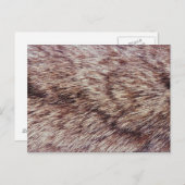Lynx fur briefkaart (Voorkant / Achterkant)
