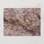 Lynx fur briefkaart (Voorkant)